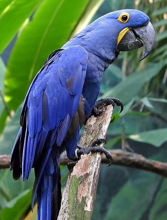 Guacamayo Azul